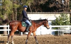 乗馬ライセンス