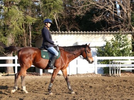 乗馬ライセンス